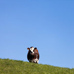 mariage donjon etretat AC1